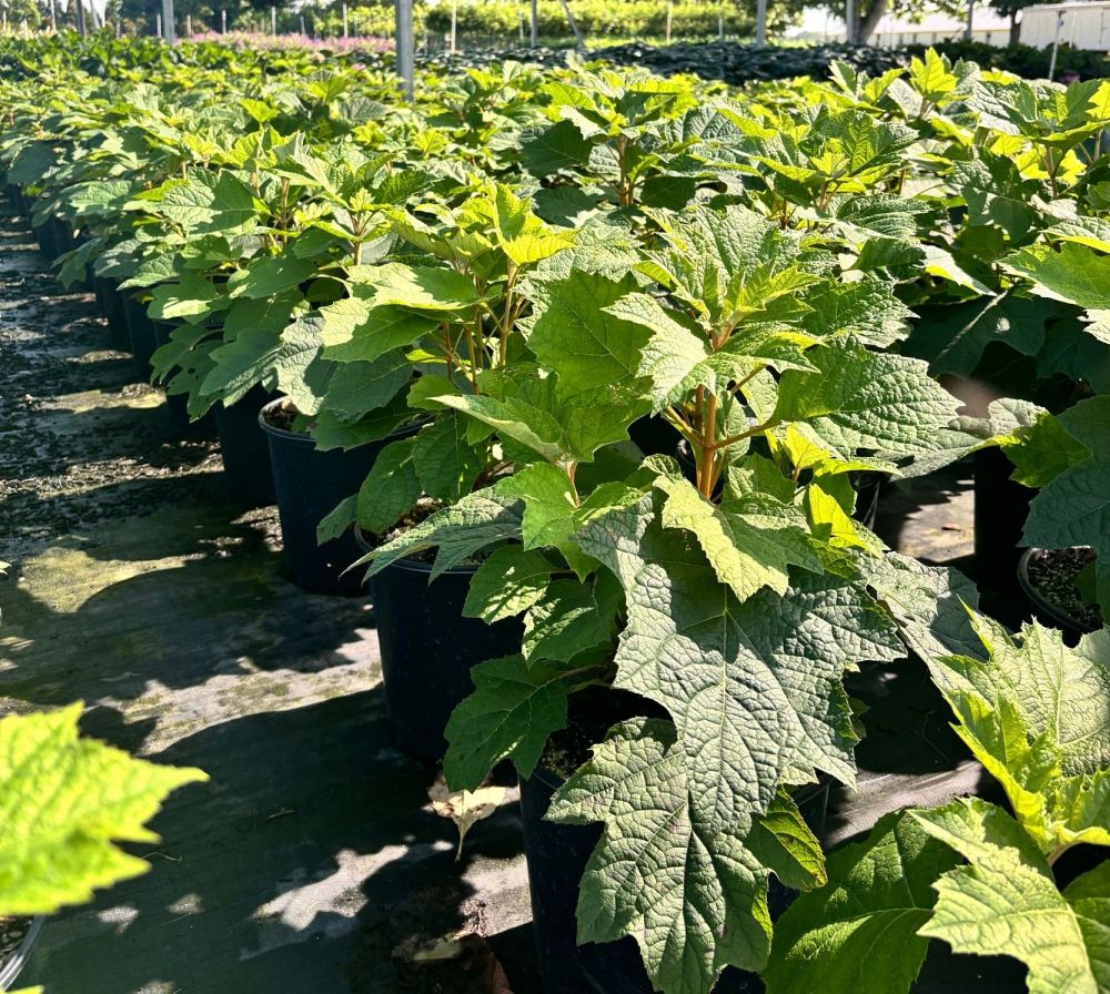 hydrangea-quercifolia-oakleaf-hydrangea