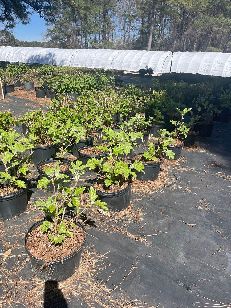 hydrangea-quercifolia-oakleaf-hydrangea