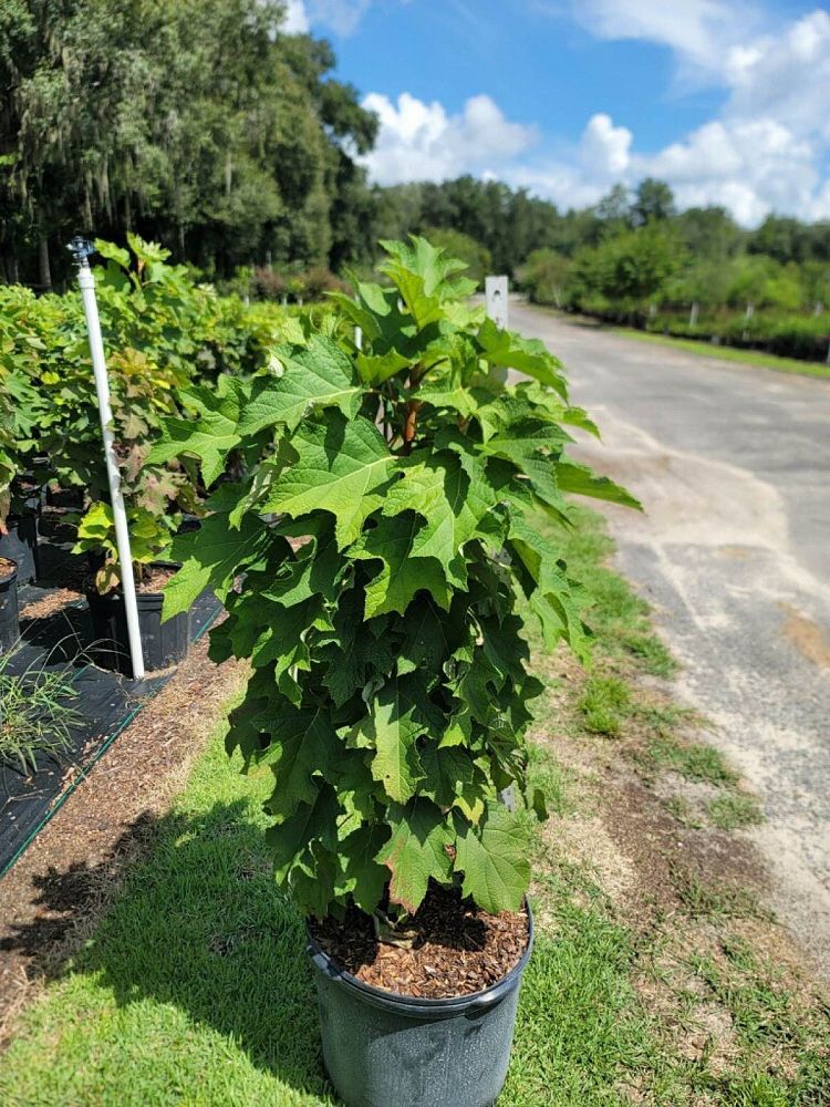 hydrangea-quercifolia-oakleaf-hydrangea