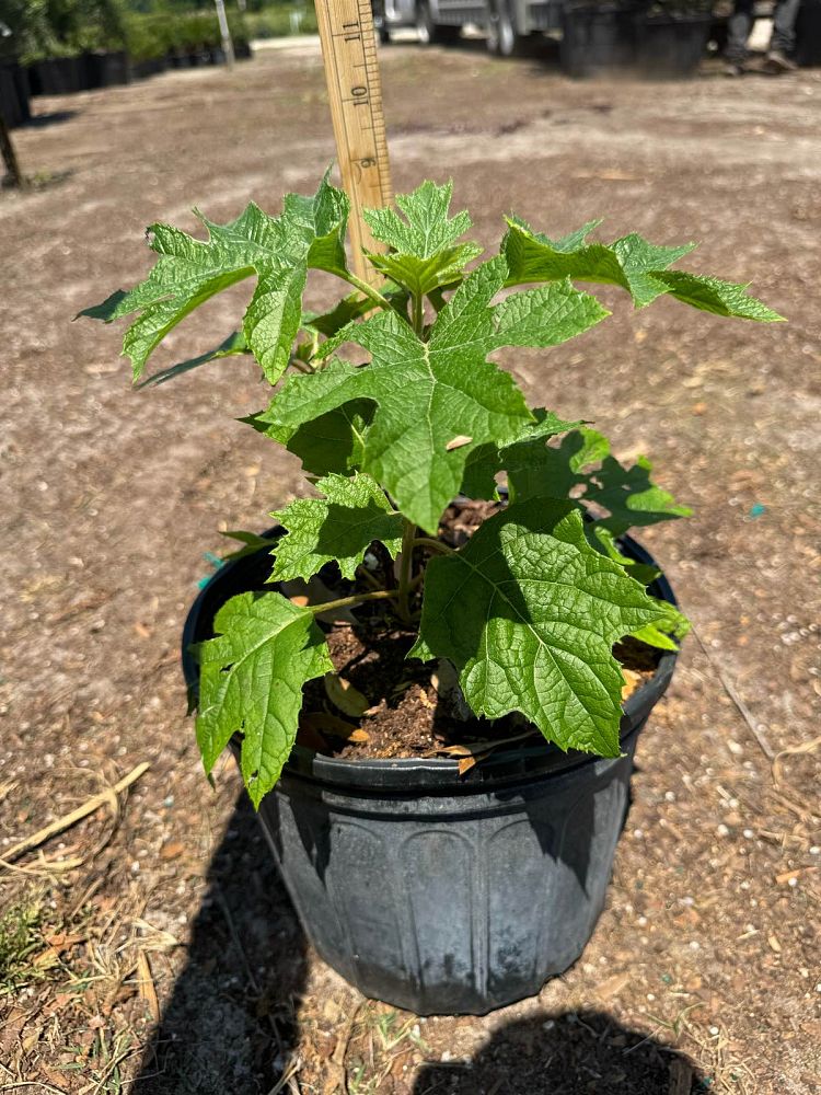 hydrangea-quercifolia-oakleaf-hydrangea