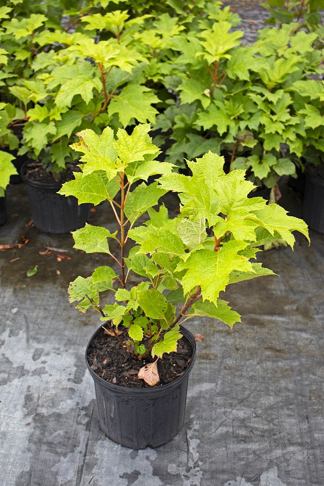 hydrangea-quercifolia-oakleaf-hydrangea