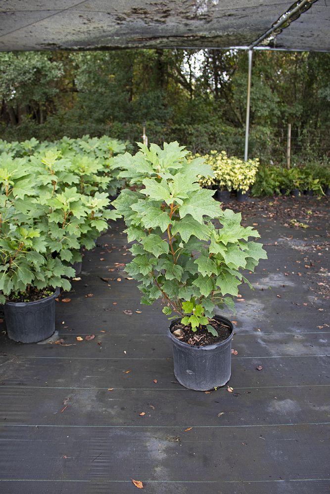 hydrangea-quercifolia-oakleaf-hydrangea