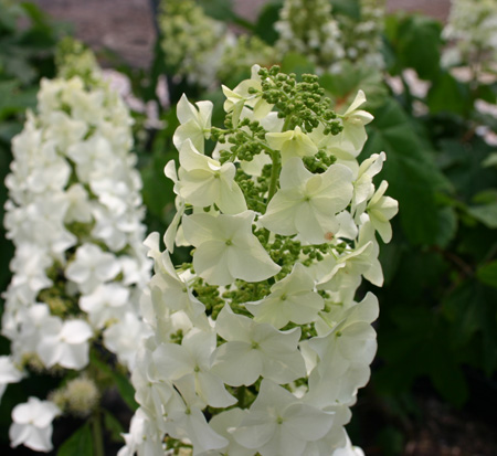 hydrangea-quercifolia-pee-wee-oakleaf-hydrangea