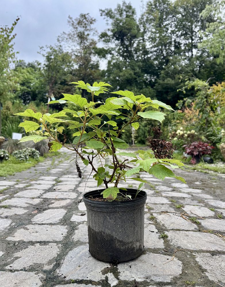 hydrangea-quercifolia-pee-wee-oakleaf-hydrangea