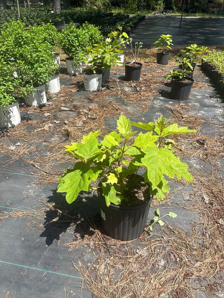 hydrangea-quercifolia-snow-queen-oakleaf-hydrangea-flemygea