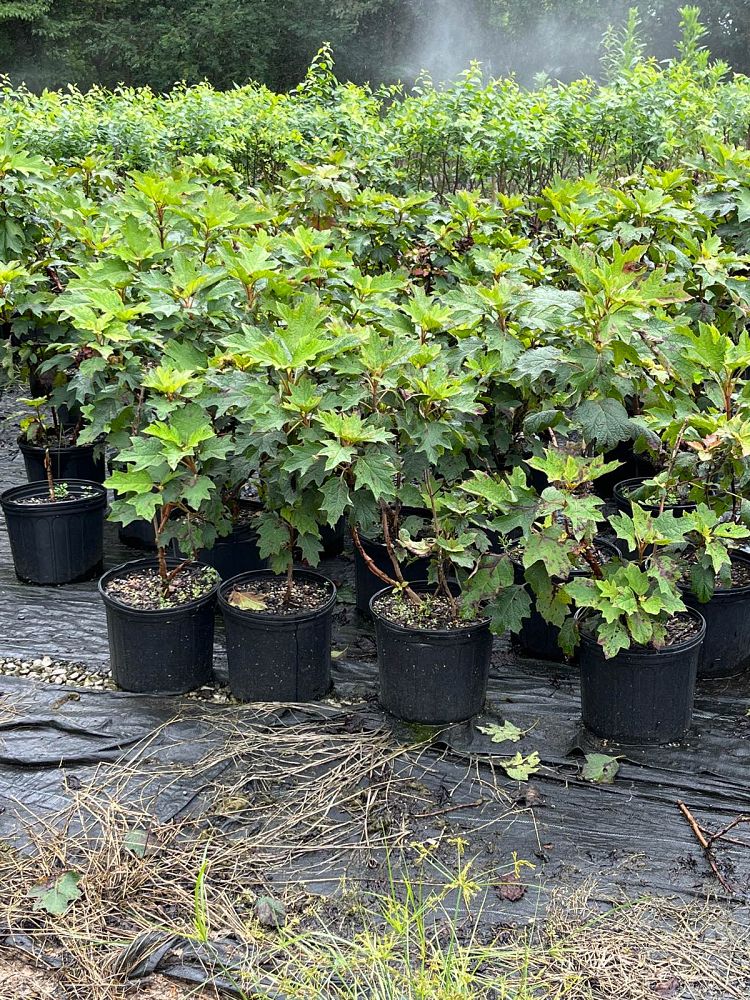 hydrangea-quercifolia-snow-queen-oakleaf-hydrangea-snow-queen