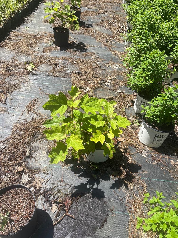 hydrangea-quercifolia-snow-queen-oakleaf-hydrangea-snow-queen
