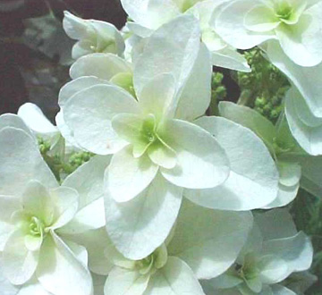 hydrangea-quercifolia-snowflake-oakleaf-hydrangea