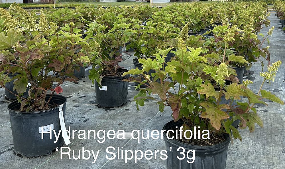 hydrangea-quercifolia-usna-74836-oakleaf-hydrangea-hydrangea-quercifolia-ruby-slippers