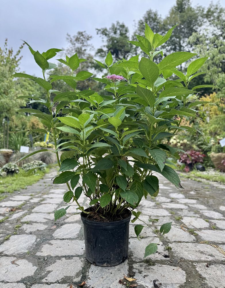 hydrangea-serrata-bluebird-mountain-hydrangea