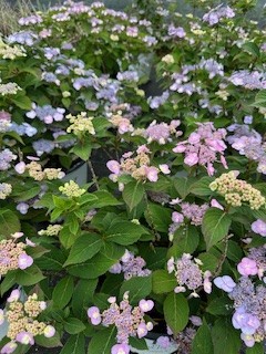 hydrangea-serrata-mak20-tuff-stuff-trade-mountain-hydrangea