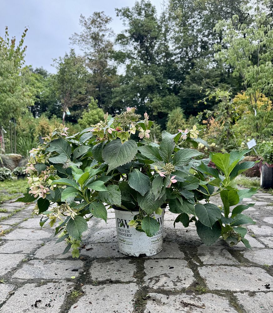 hydrangea-serrata-smnhsdd-tuff-stuff-ah-ha-reg-mountain-hydrangea