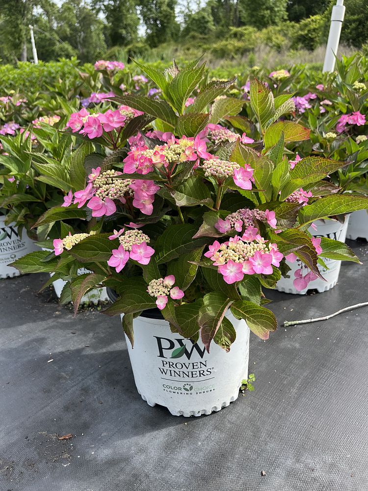 hydrangea-serrata-smnhsi-let-s-dance-can-do-trade-hydrangea-let-s-dance-cancan-trade-hydrangea