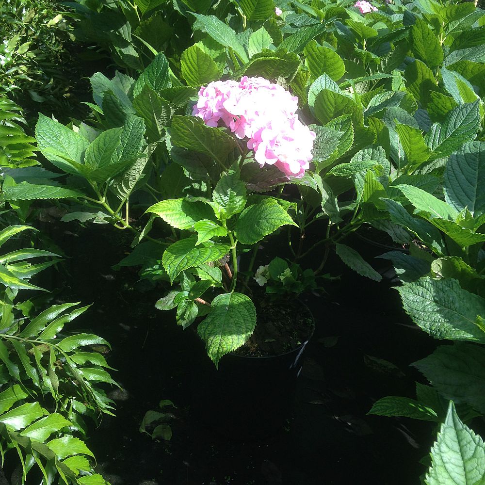 hydrangea