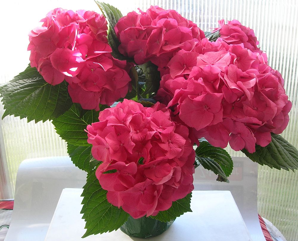 hydrangea