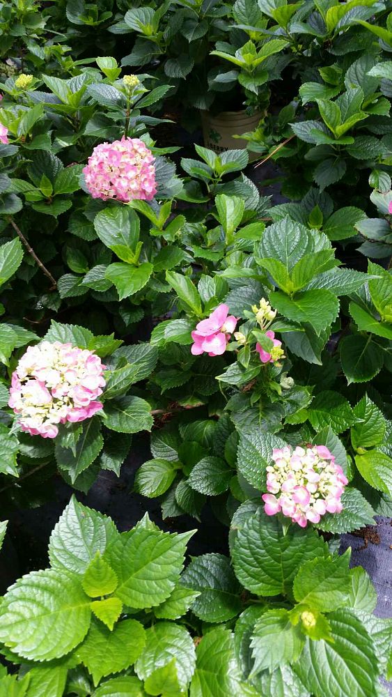 hydrangea