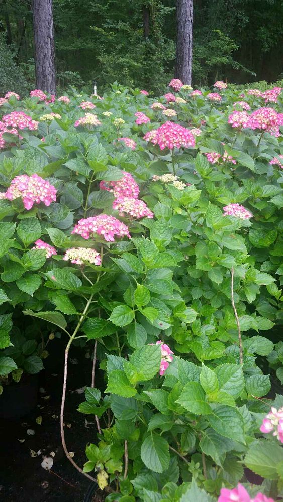 hydrangea