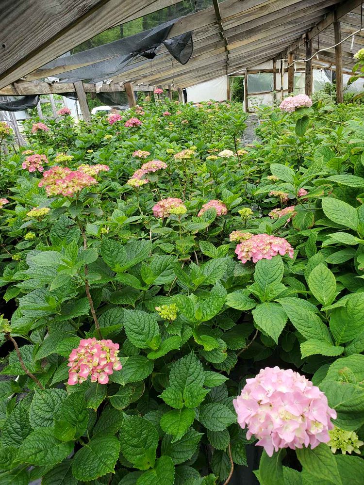 hydrangea
