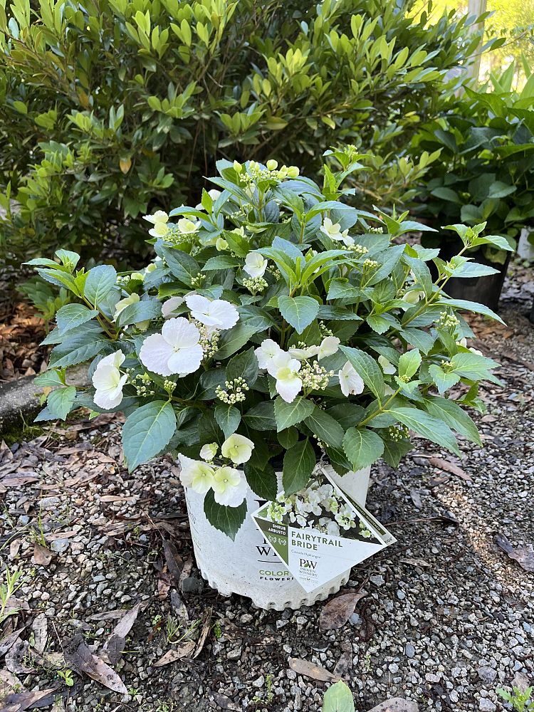 hydrangea-x-ushyd0405-fairytrail-bride-trade-cascade-hydrangea-reg