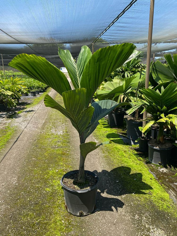 hydriastele-beguinii-obi-island-siphokentia-beguinii