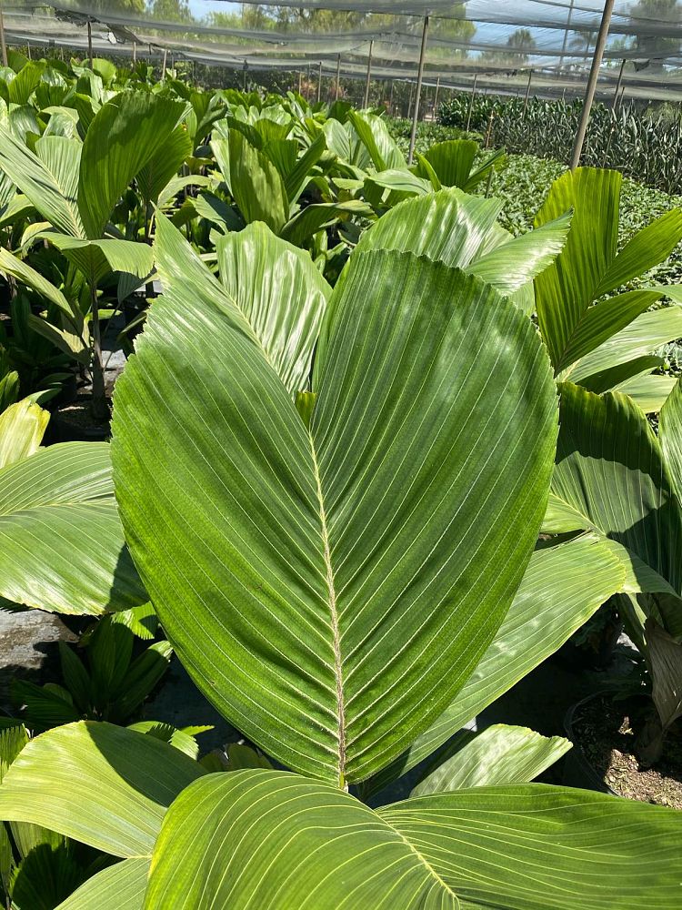 hydriastele-beguinii-obi-island-siphokentia-beguinii