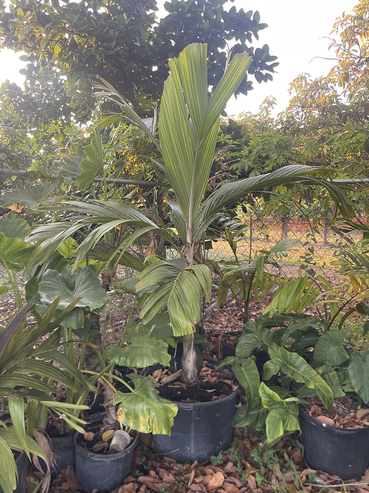 hydriastele-beguinii-obi-island-siphokentia-beguinii