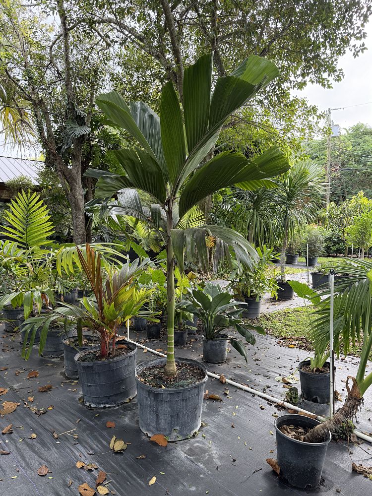 hydriastele-beguinii-obi-island-siphokentia-beguinii