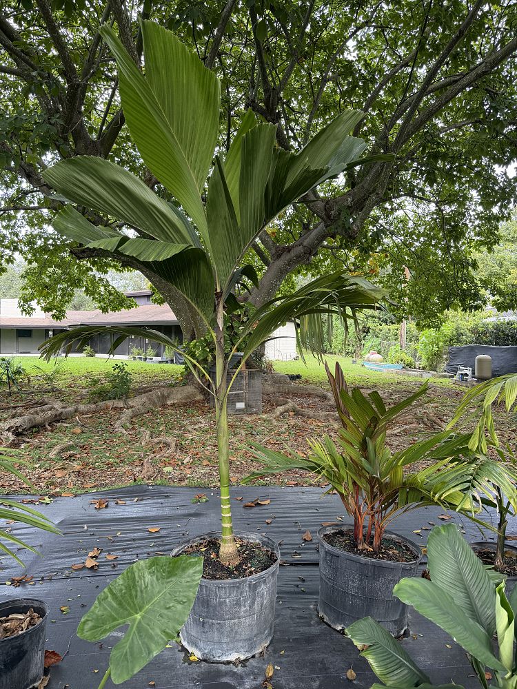 hydriastele-beguinii-obi-island-siphokentia-beguinii