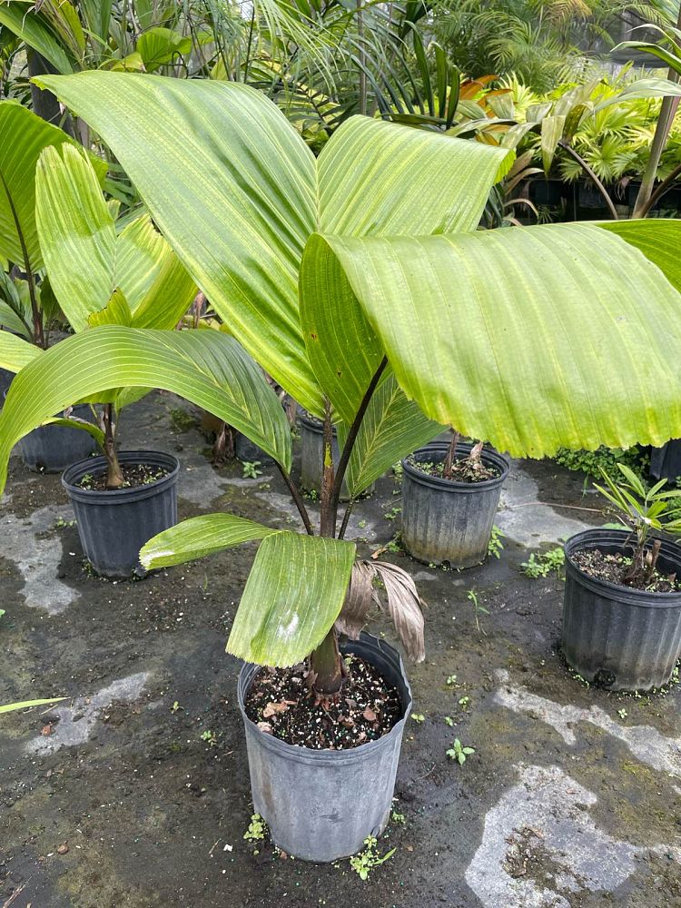 hydriastele-beguinii-siphokentia-beguinii