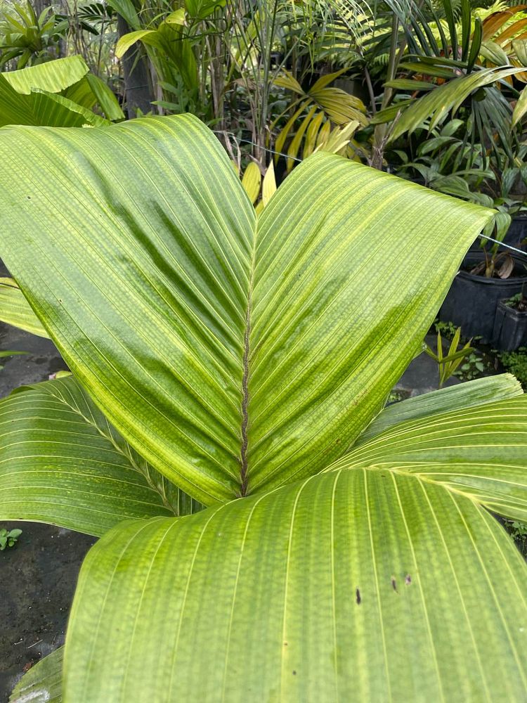 hydriastele-beguinii-siphokentia-beguinii