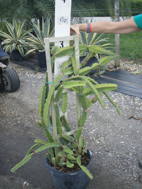 hylocereus-dragon-fruit