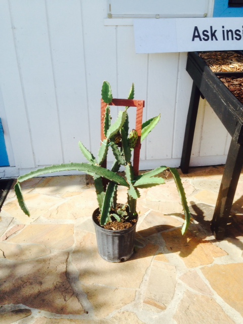 hylocereus-dragon-fruit