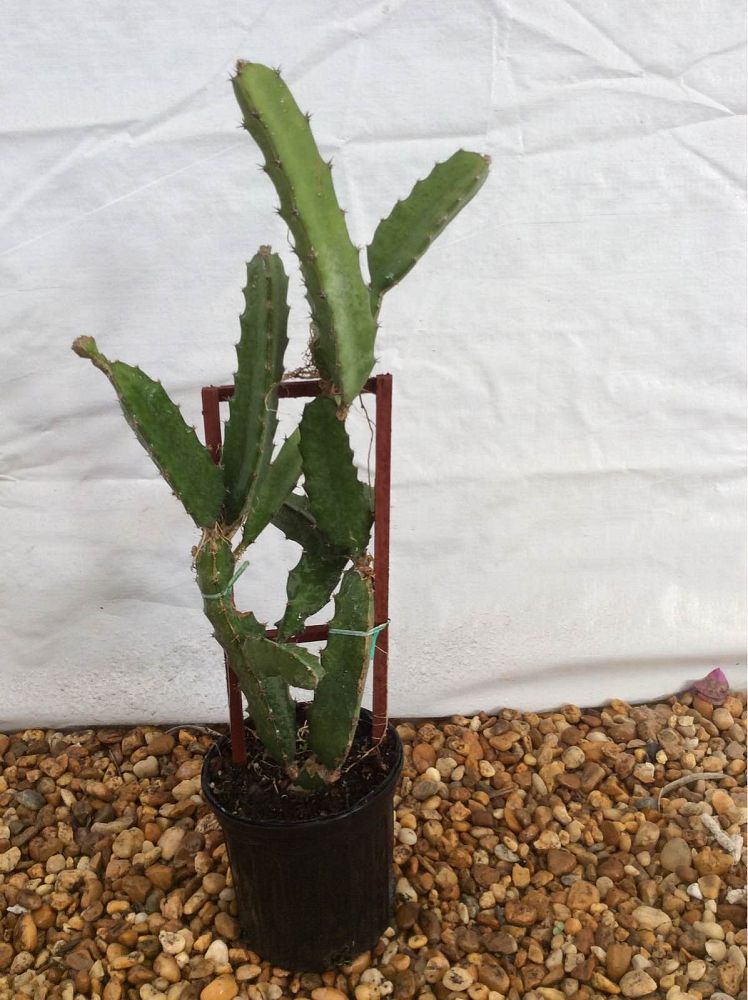 hylocereus-dragon-fruit