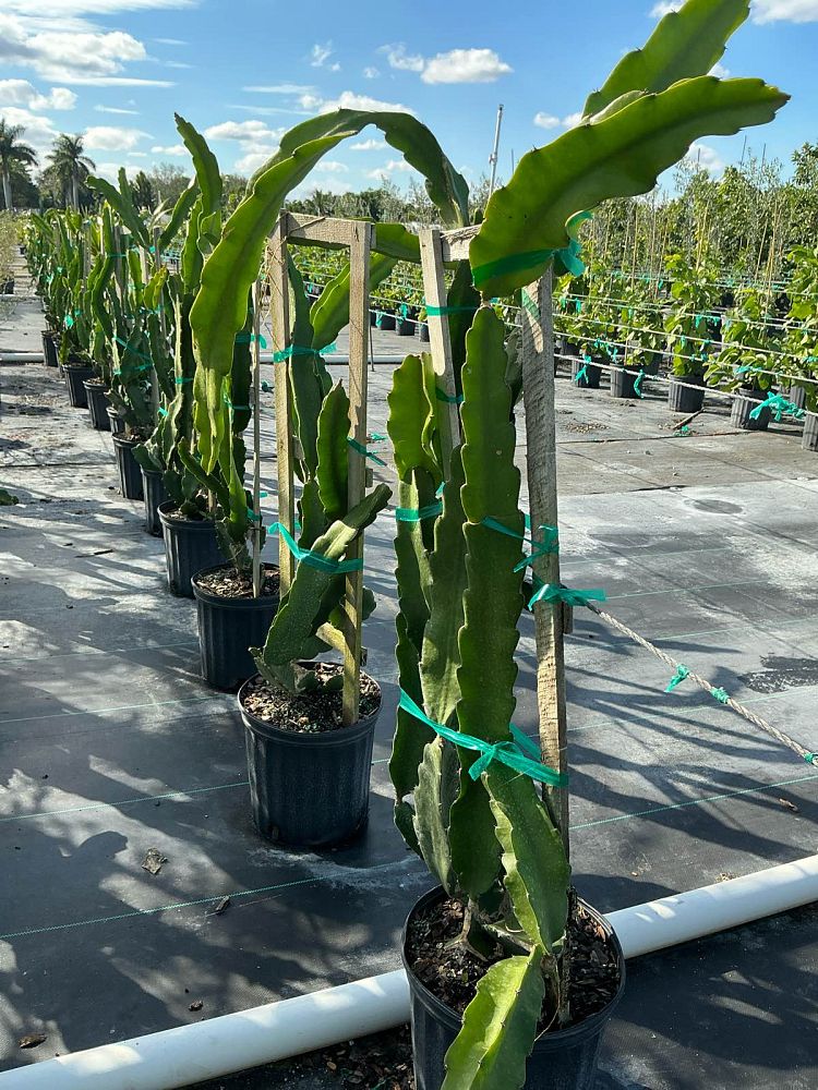 hylocereus-dragon-fruit