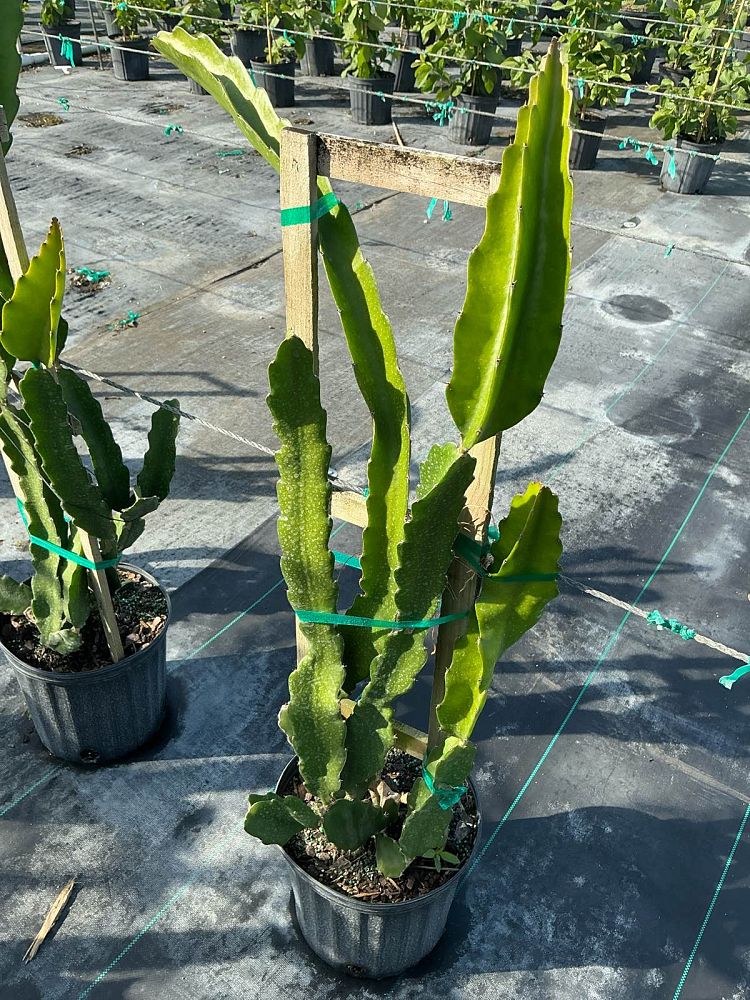 hylocereus-dragon-fruit