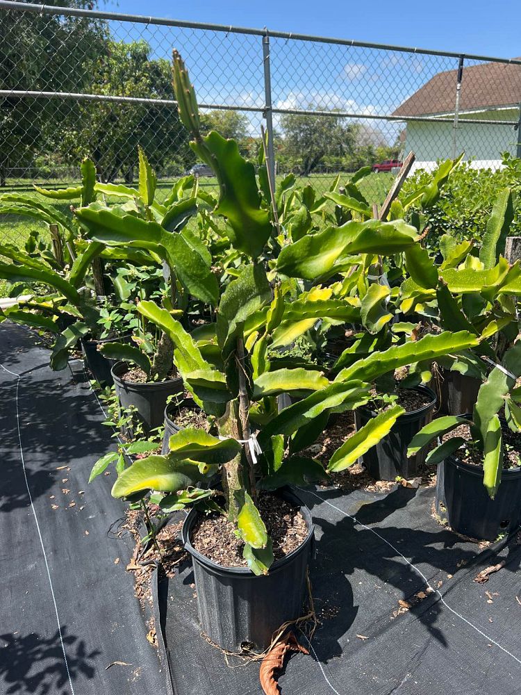 hylocereus-dragon-fruit