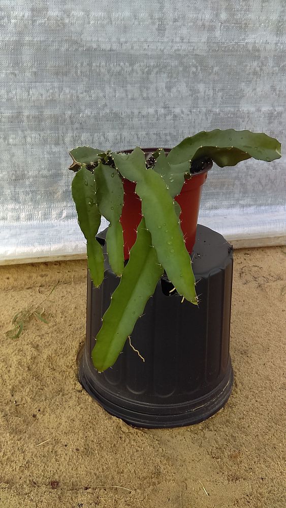 hylocereus-guatemalensis-american-beauty-red-dragon-fruit