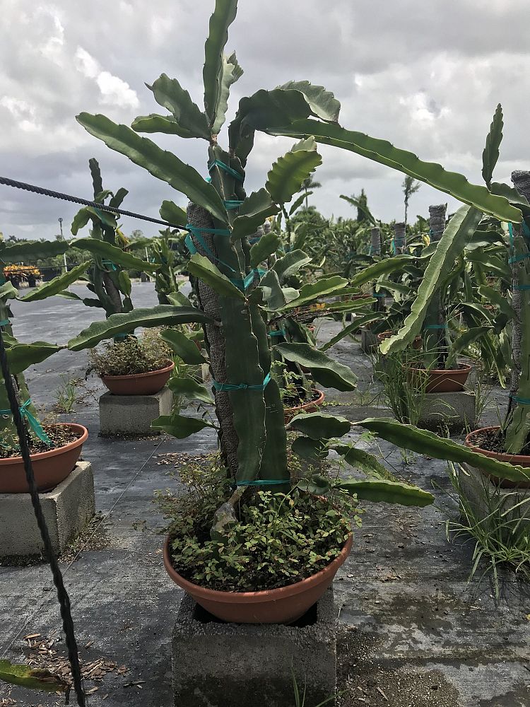 hylocereus-undatus-white-dragon-fruit-night-blooming-cereus-queen-of-the-night-red-pitaya-strawberry-pear