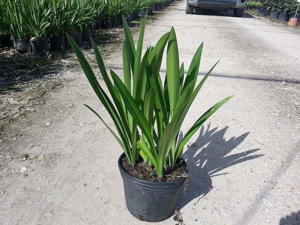 hymenocallis-caribaea-spider-lily-filmy-lily-sacred-lily-of-incas