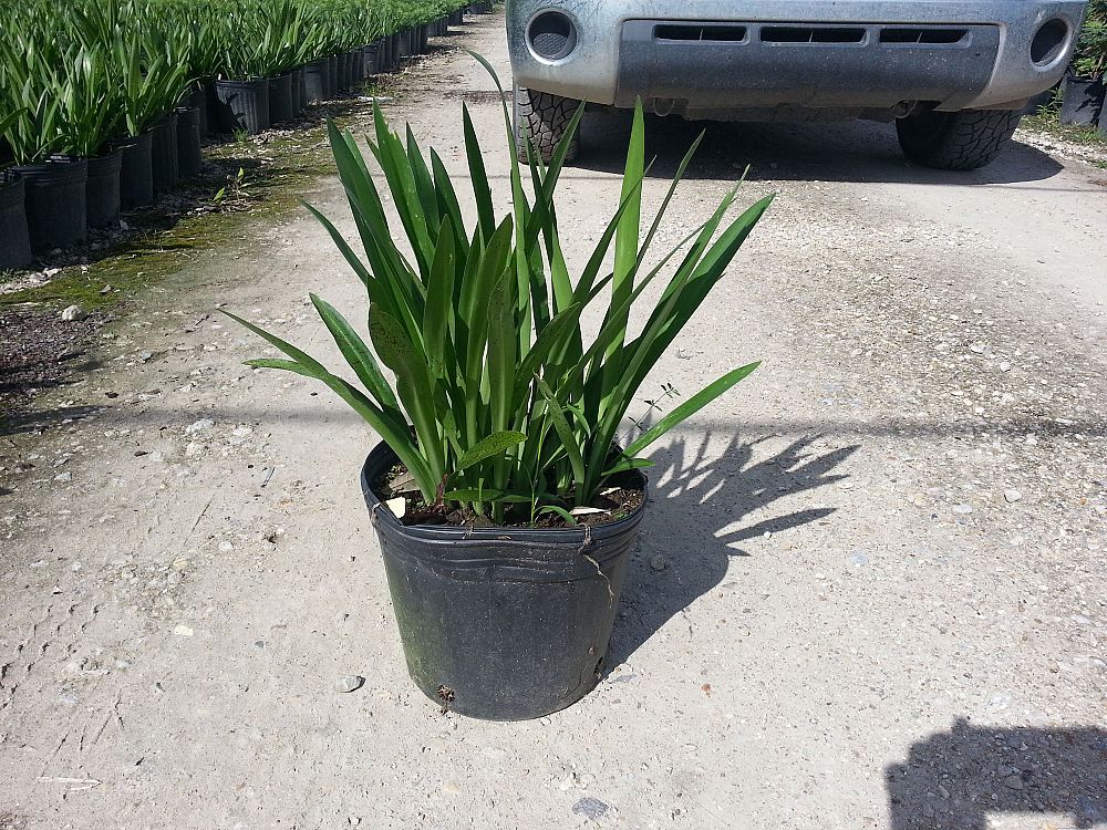hymenocallis-caribaea-spider-lily-filmy-lily-sacred-lily-of-incas