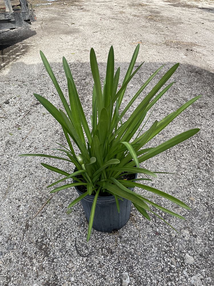 hymenocallis-expansa-west-indian-spiderlily