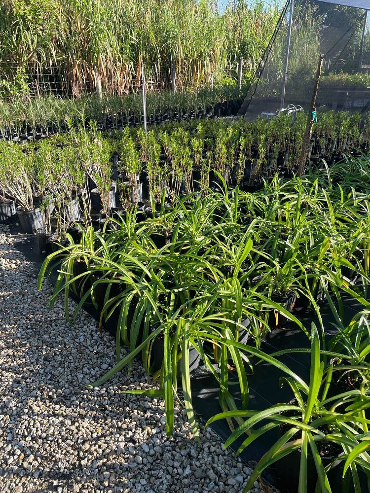 hymenocallis-franklinensis-franklin-spiderlily