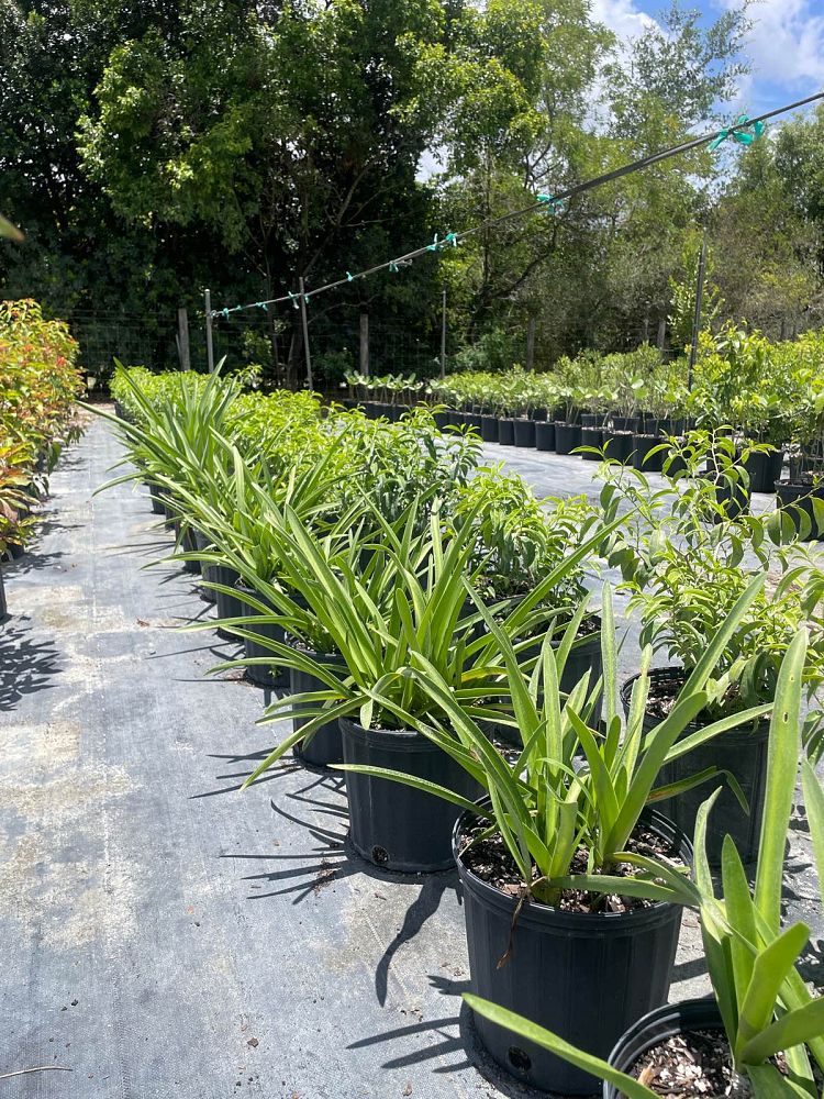 hymenocallis-franklinensis-franklin-spiderlily