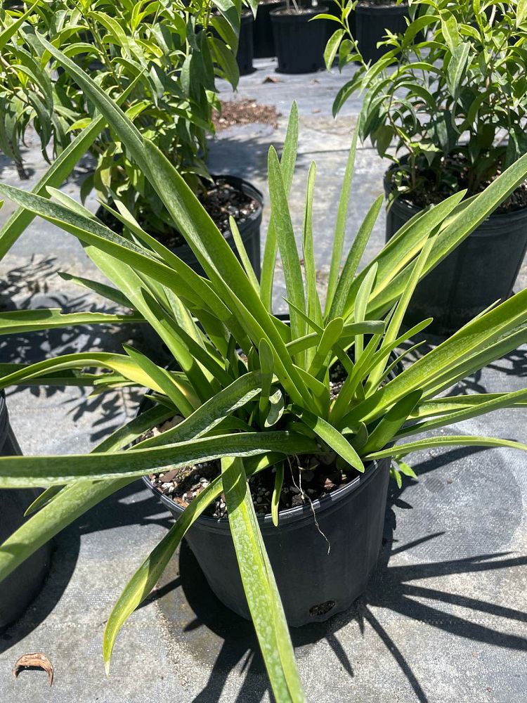 hymenocallis-franklinensis-franklin-spiderlily