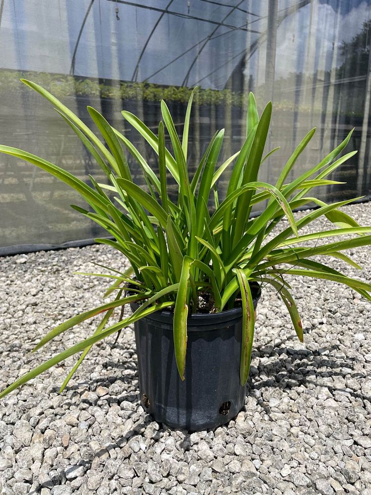 hymenocallis-franklinensis-franklin-spiderlily