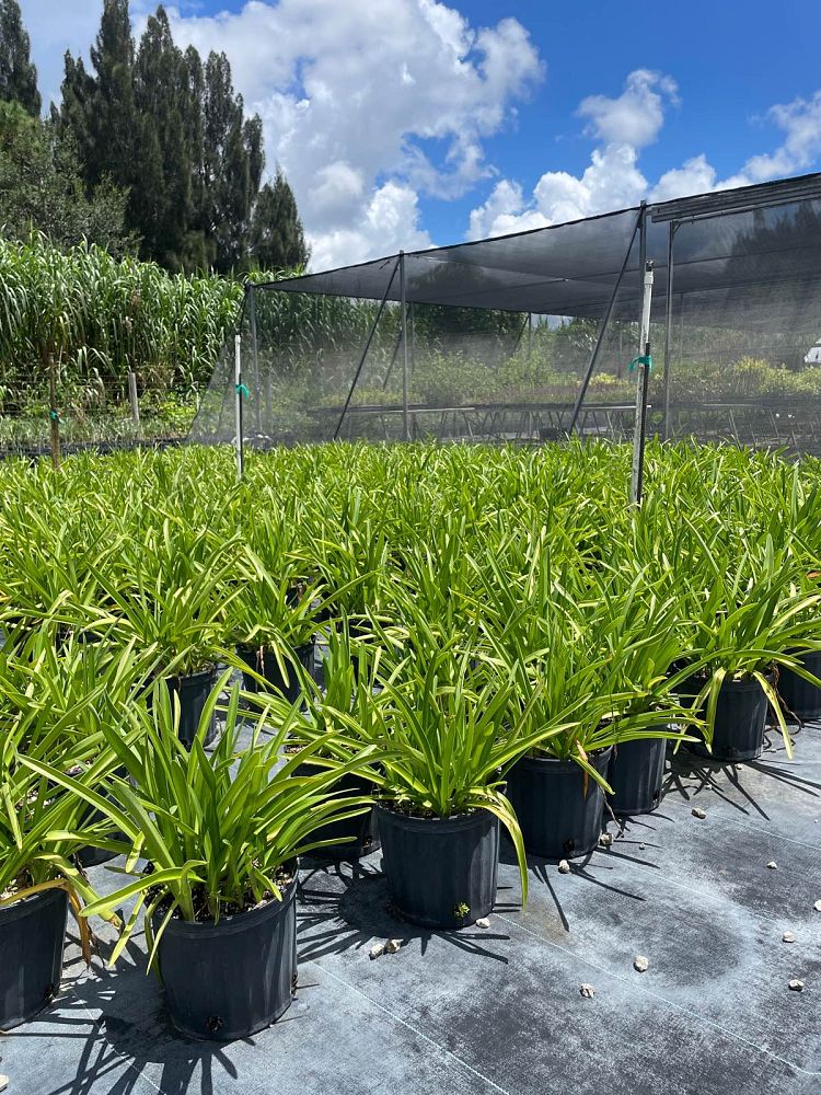 hymenocallis-franklinensis-franklin-spiderlily