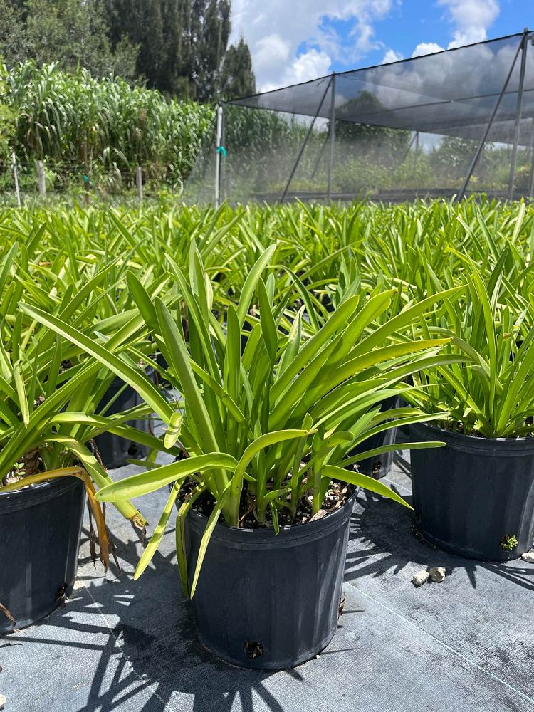 hymenocallis-franklinensis-franklin-spiderlily