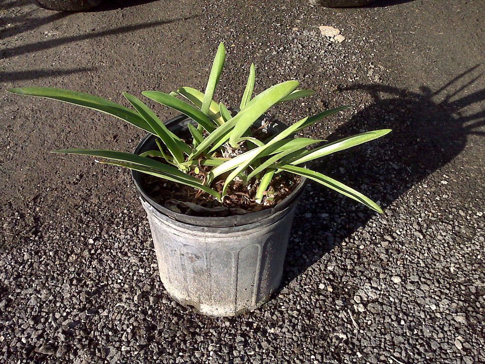 hymenocallis-latifolia-perfumed-spider-lily-spider-lily-mangrove-spider-lily