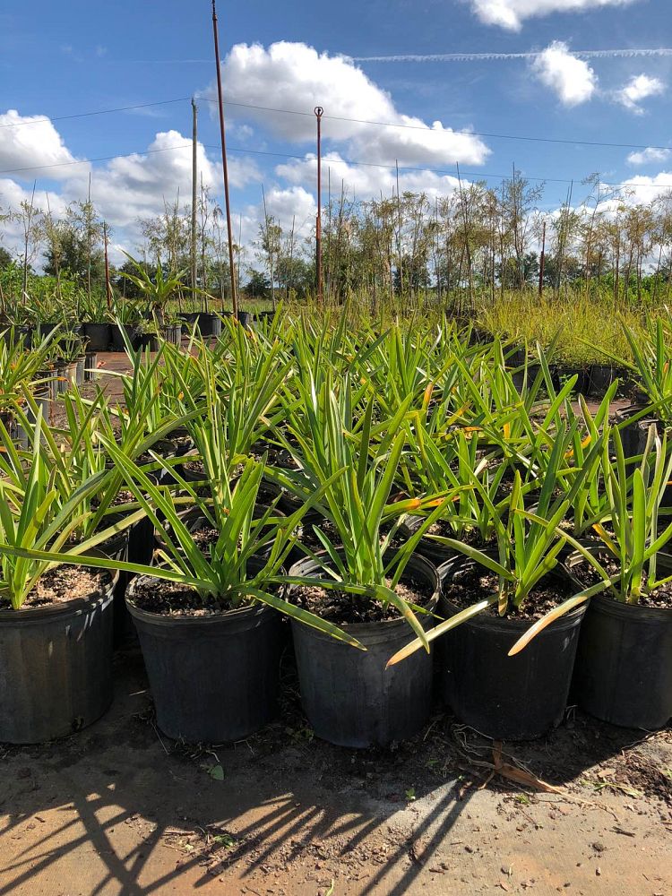 hymenocallis-latifolia-perfumed-spider-lily-spider-lily-mangrove-spider-lily