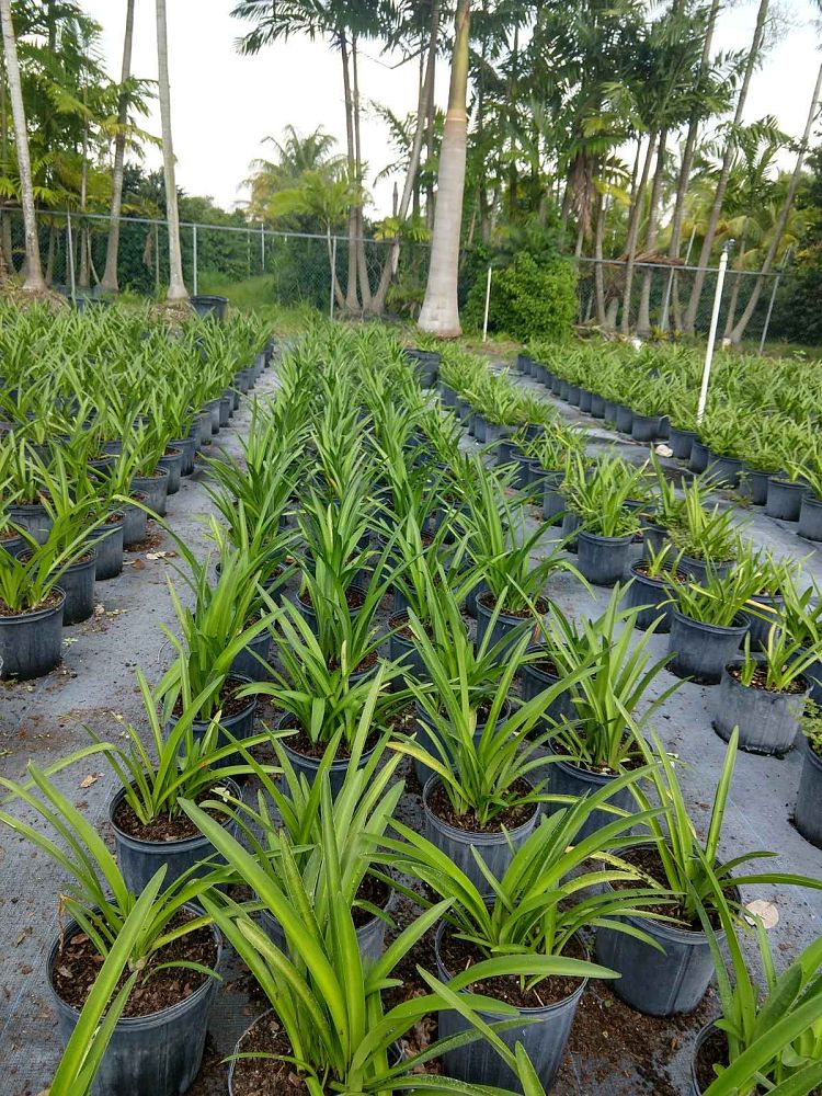 hymenocallis-latifolia-perfumed-spider-lily-spider-lily-mangrove-spider-lily